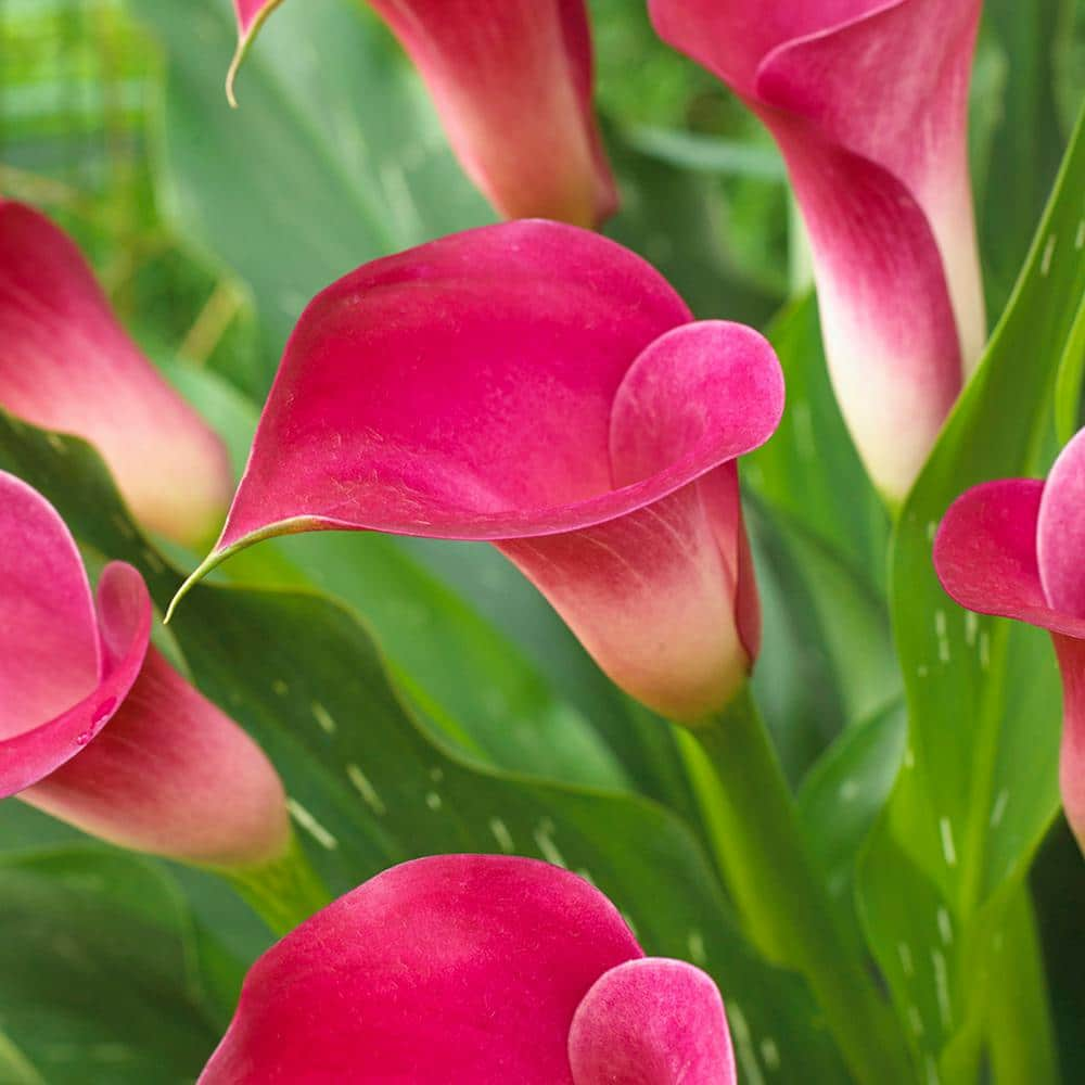 VAN ZYVERDEN Callas Pink Jewel Bulbs (5-Set) 83422