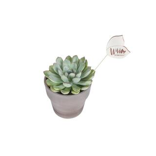 Wild Interiors 5 in. Green Echeveria Succulent in Terra Cotta Pot 407249