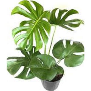 Pure Beauty Farms 1.9 Gal. Philodendron Monstera Deliciosa Plant in 9.25 in. Designer Pot DC10PHIODENDSM