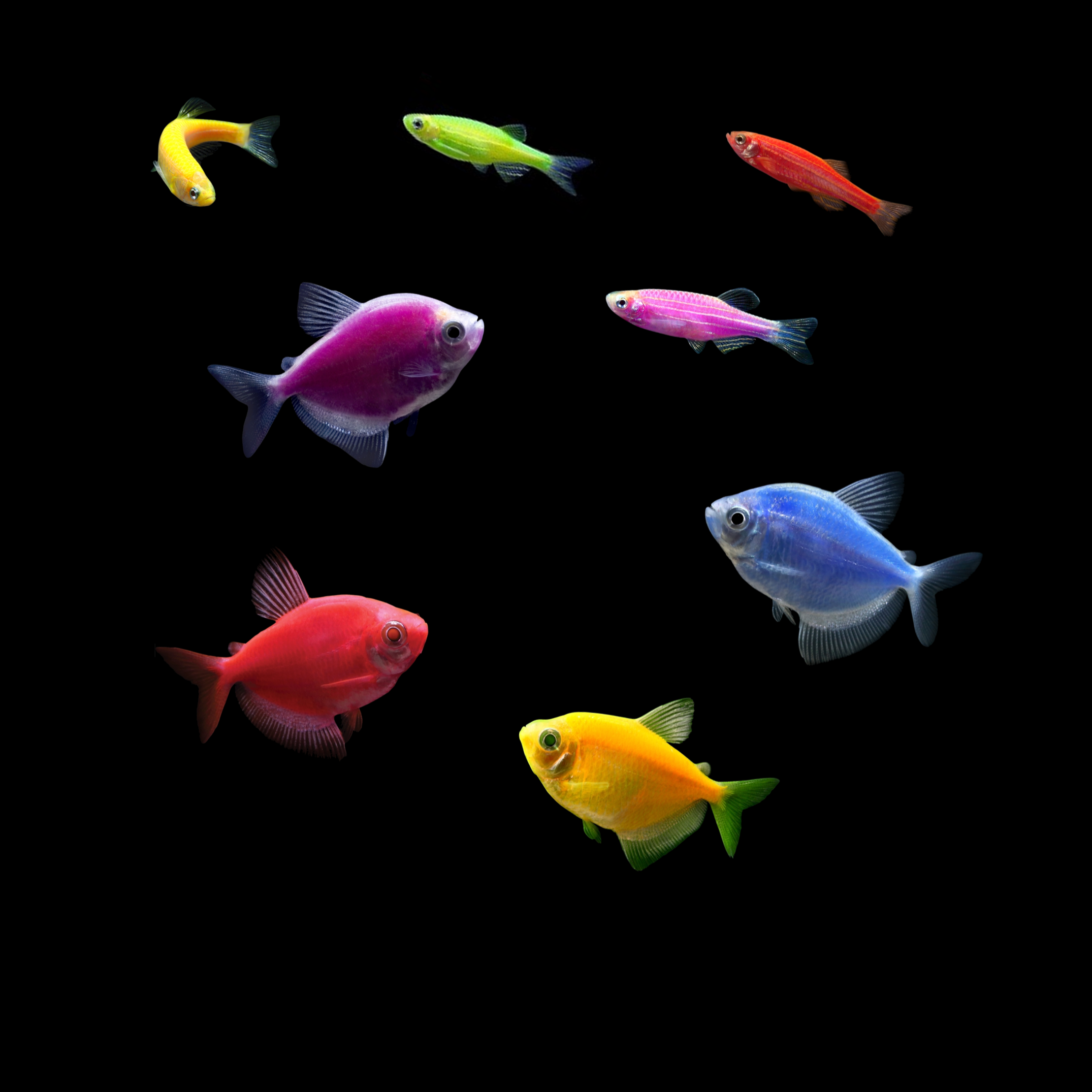 GloFish®10G Community Tetra-Danio 8ct Live Fish Assortment