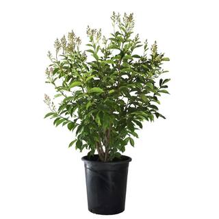 Alder  Oak #5 container Tuscarora Pink Crape Myrtle Tree LATM05
