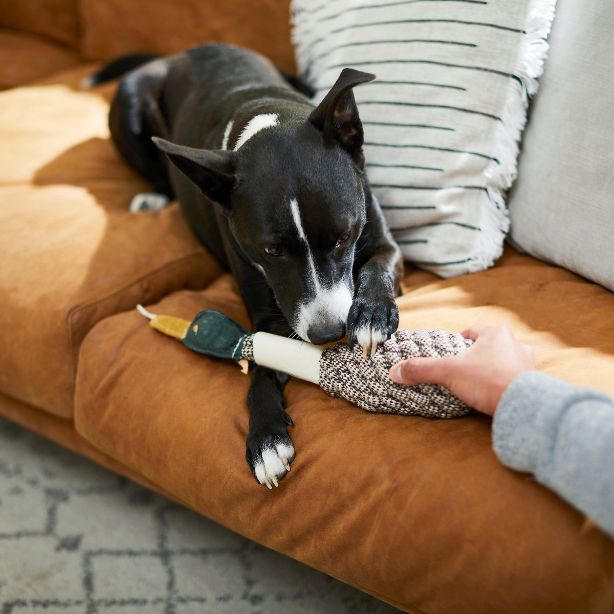 Bones and Chews Rope Duck Crinkle with Bone Dog Toy， 15\