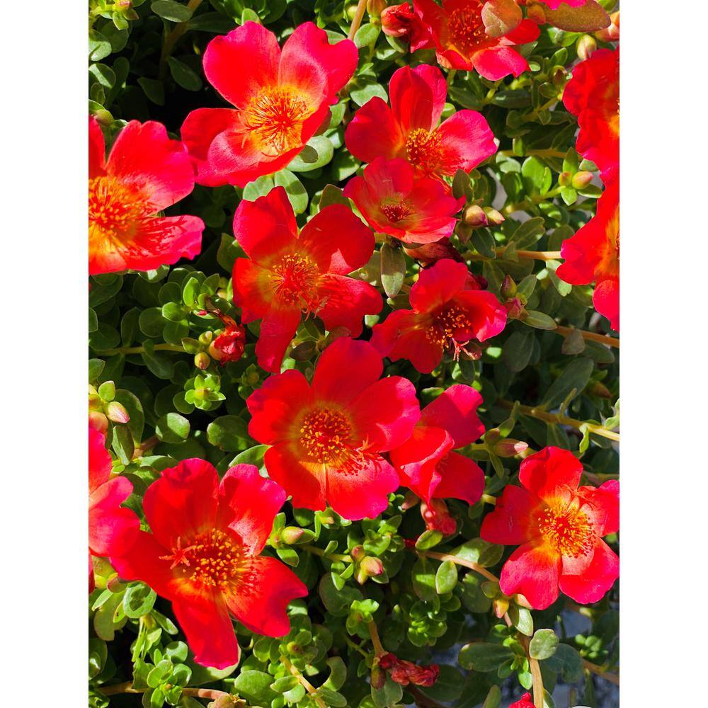 Pure Beauty Farms 1.38 Pt. Purslane Plant Red Flowers in 4.5 In. Grower's Pot (4-Plants) DC45PURSLRED4