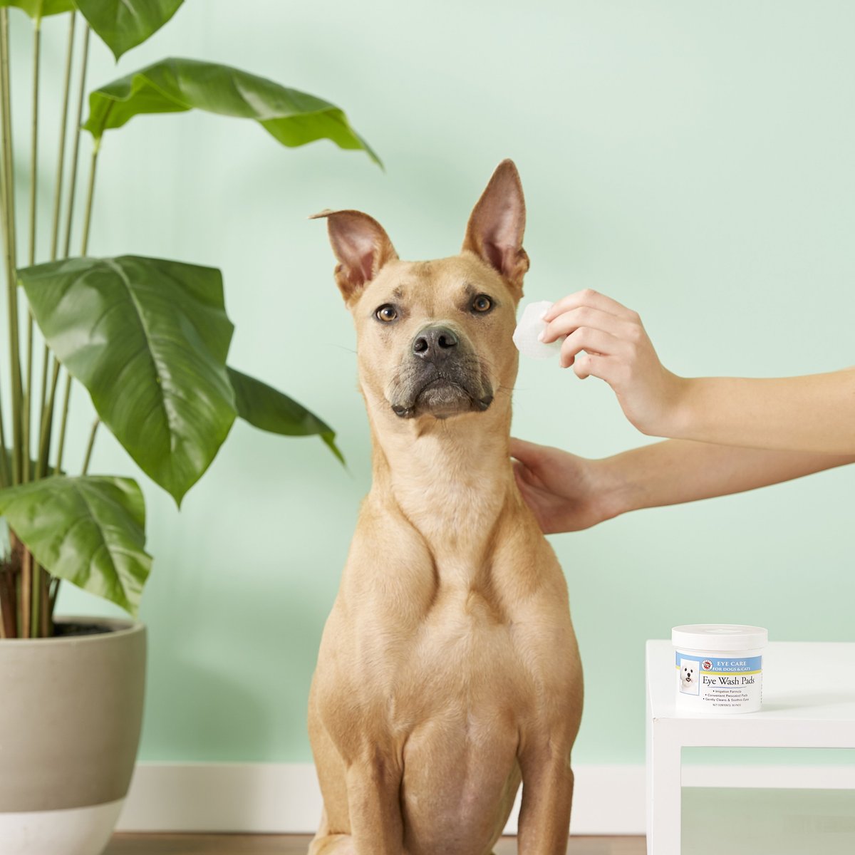 Miracle Care Sterile Eye Wash Pads for Dogs and Cats