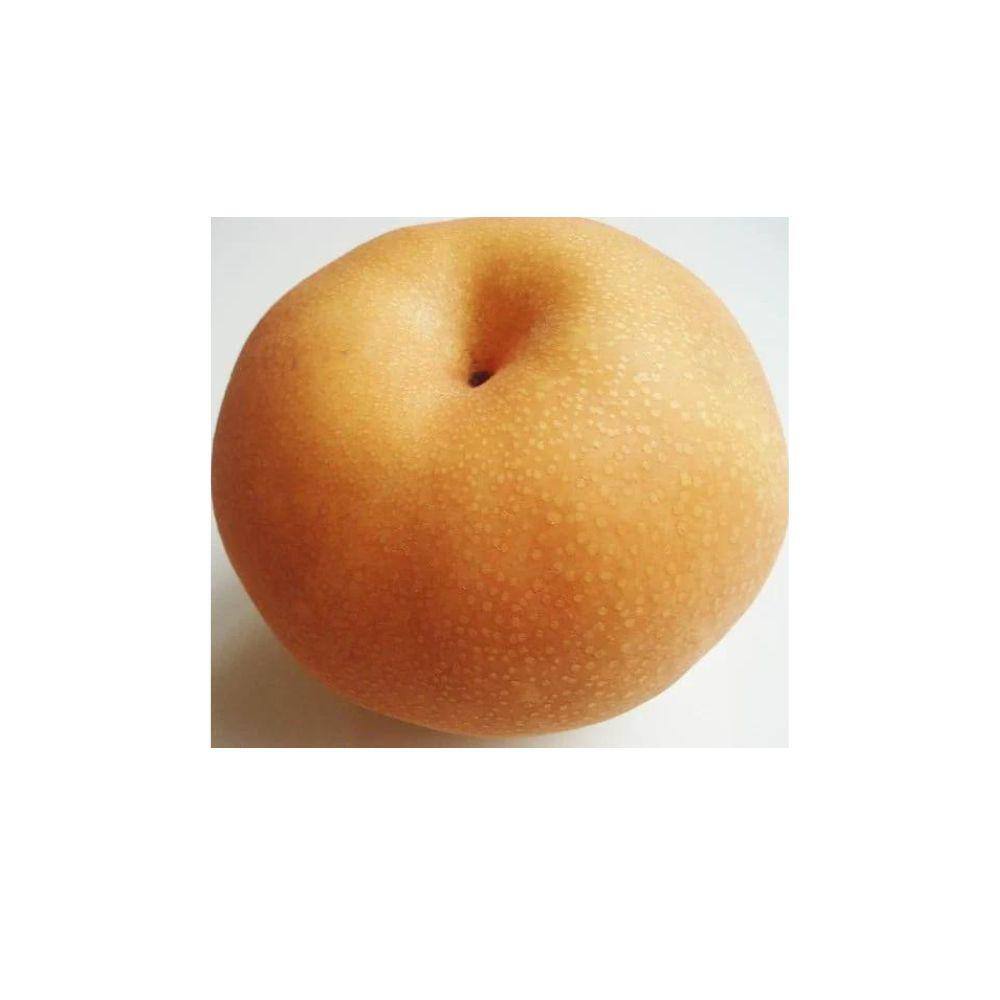 5 Gal. Korean Pear Tree PEAKOR05G