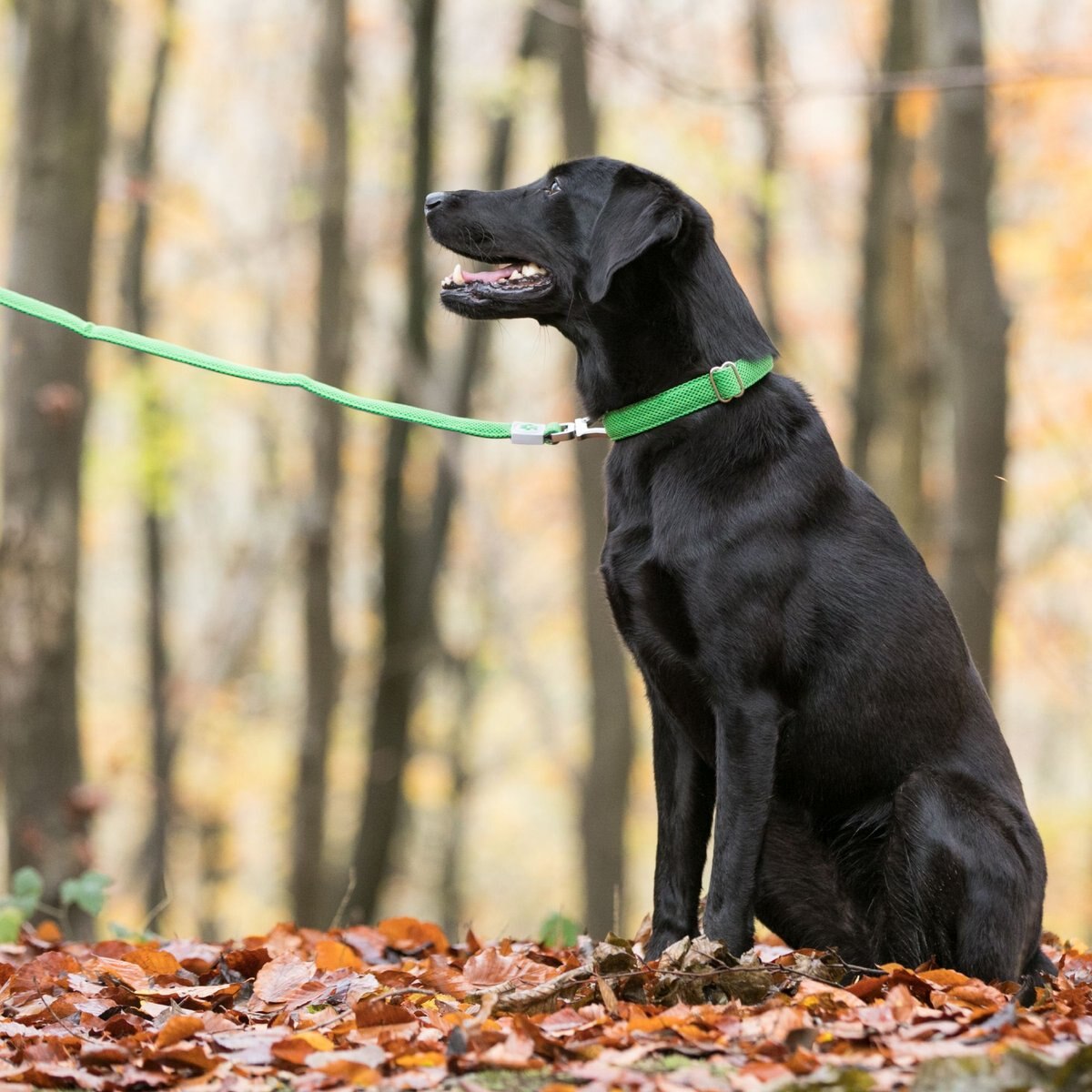 HUGO and HUDSON Mesh Dog Lead