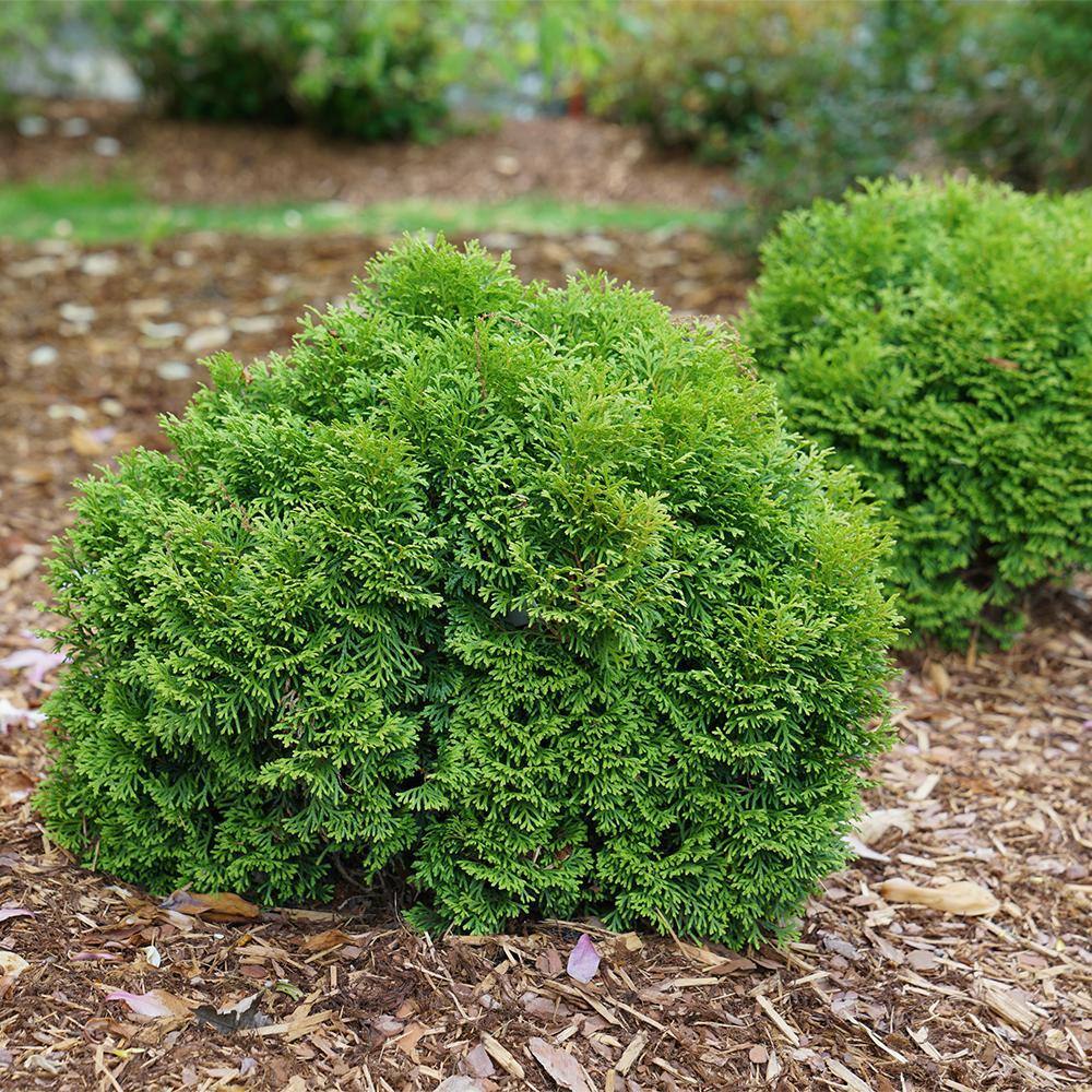 PROVEN WINNERS 2 Gal. Arborvitae Tater Tot Evergreen Shrub 18196