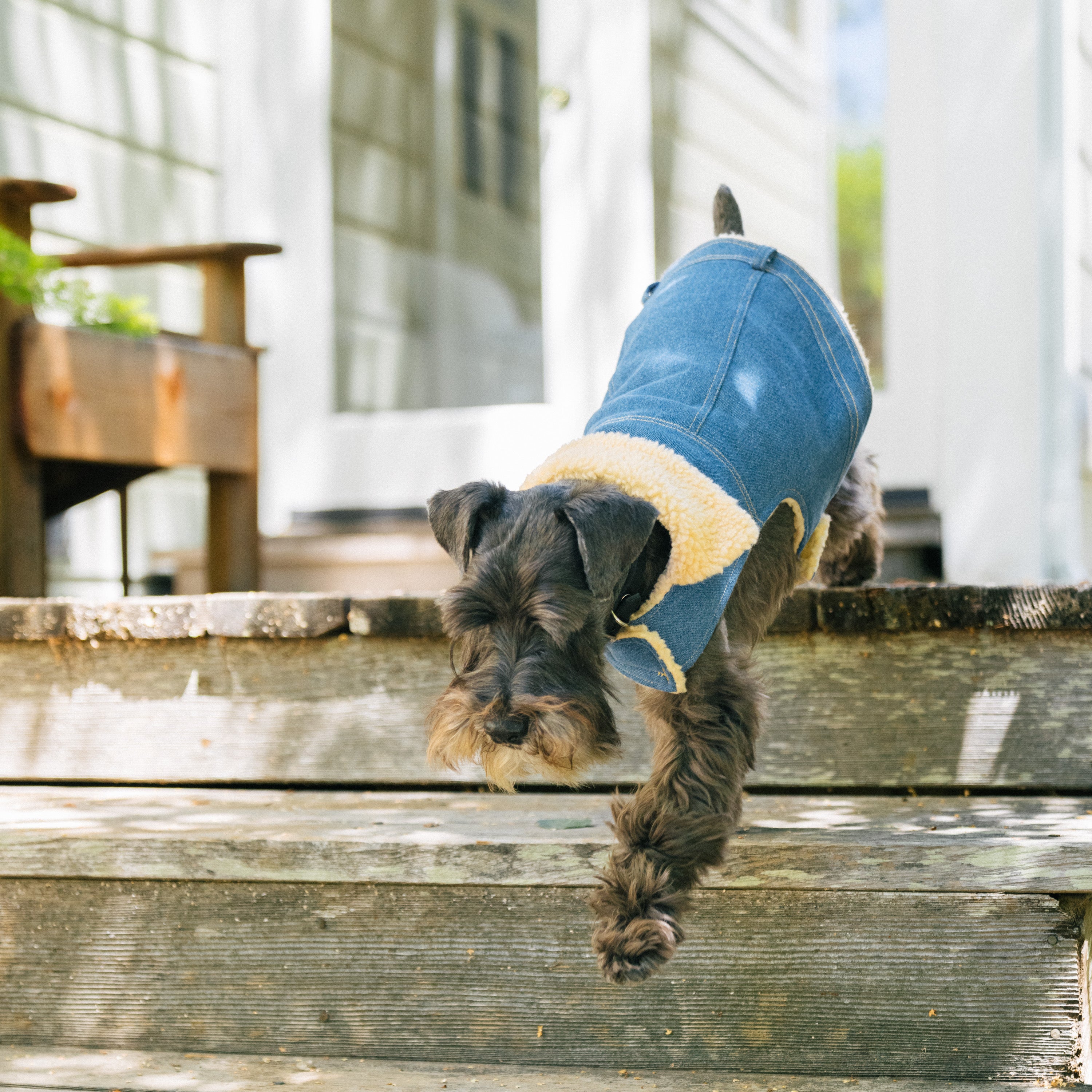 Gap Pet， Dog Clothes， Blue Denim Pet Jacket