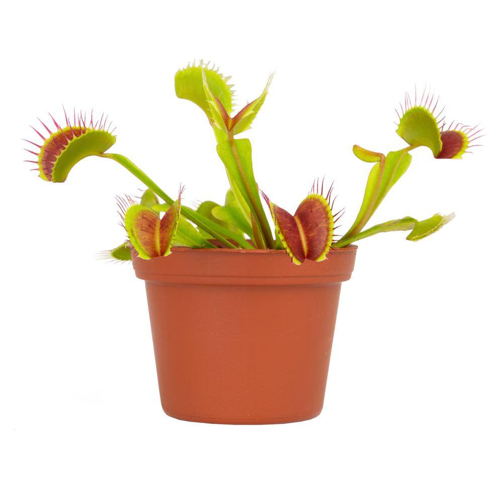 ALTMAN PLANTS 3 in. Venus Fly Trap 0881351