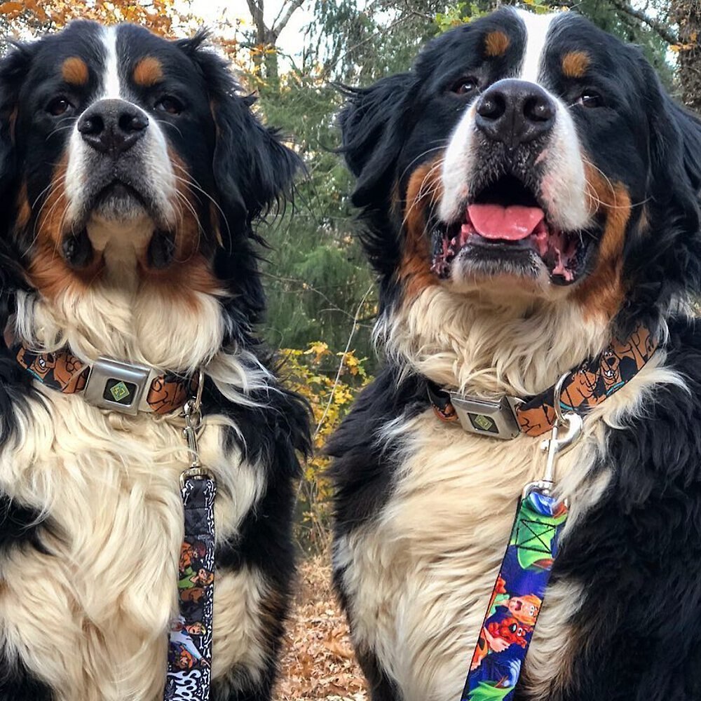 Buckle-Down Scooby Doo Polyester Dog Collar