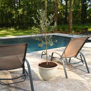 2 ft. - 3 ft. Arbequina Olive (2-Pack) THD00129