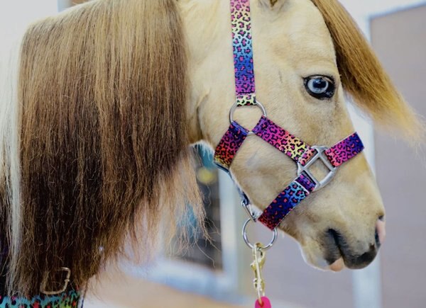 Star Point Horsemanship Mini-Pony-Livestock Printed Halter