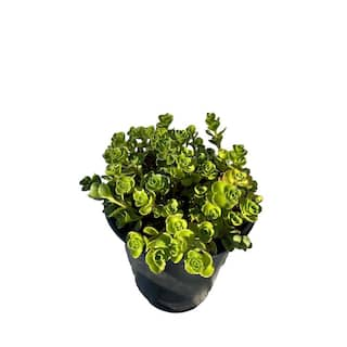 Zeus  Ruta John Creech Stonecrop Plants Ground Cover Pet-Safe Spreading in Pots (5-Pack) W1011-JCS5