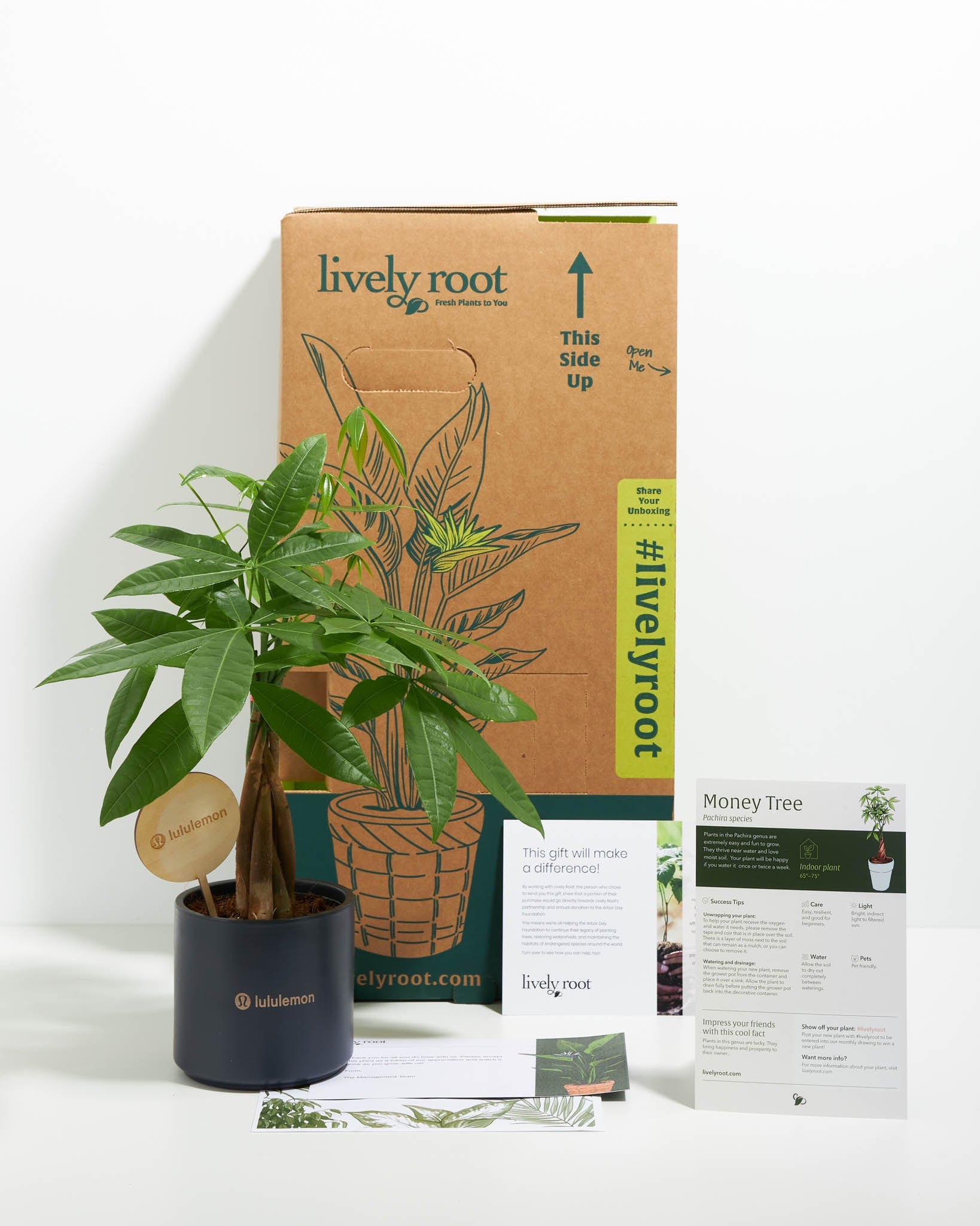 Lively Root Money Tree Kit