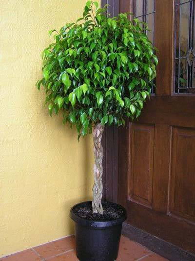 Benjamina Ficus Tree - Popular Indoor Houseplant - Cannot Ship to AZ