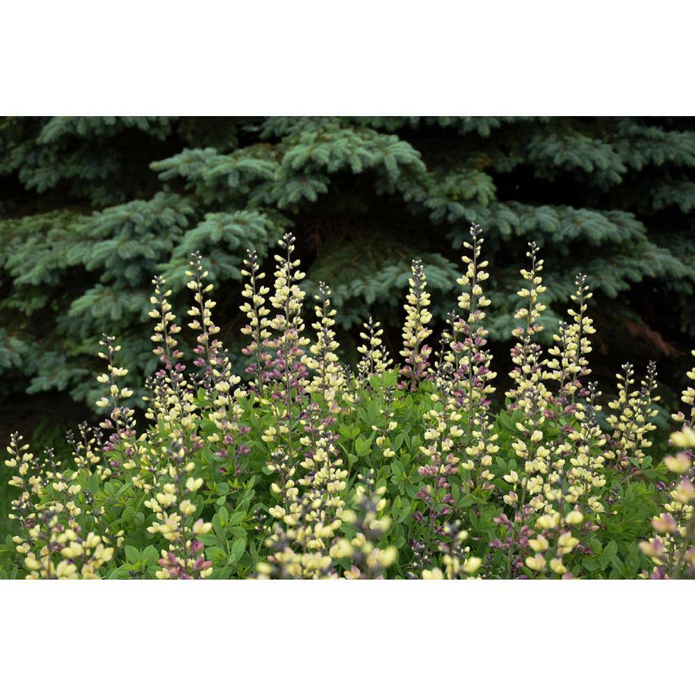 PROVEN WINNERS 3 Gal. Pink Lemonade Baptisia Live Perennial Plant (1-Pack) BAPTI3PLM1PK