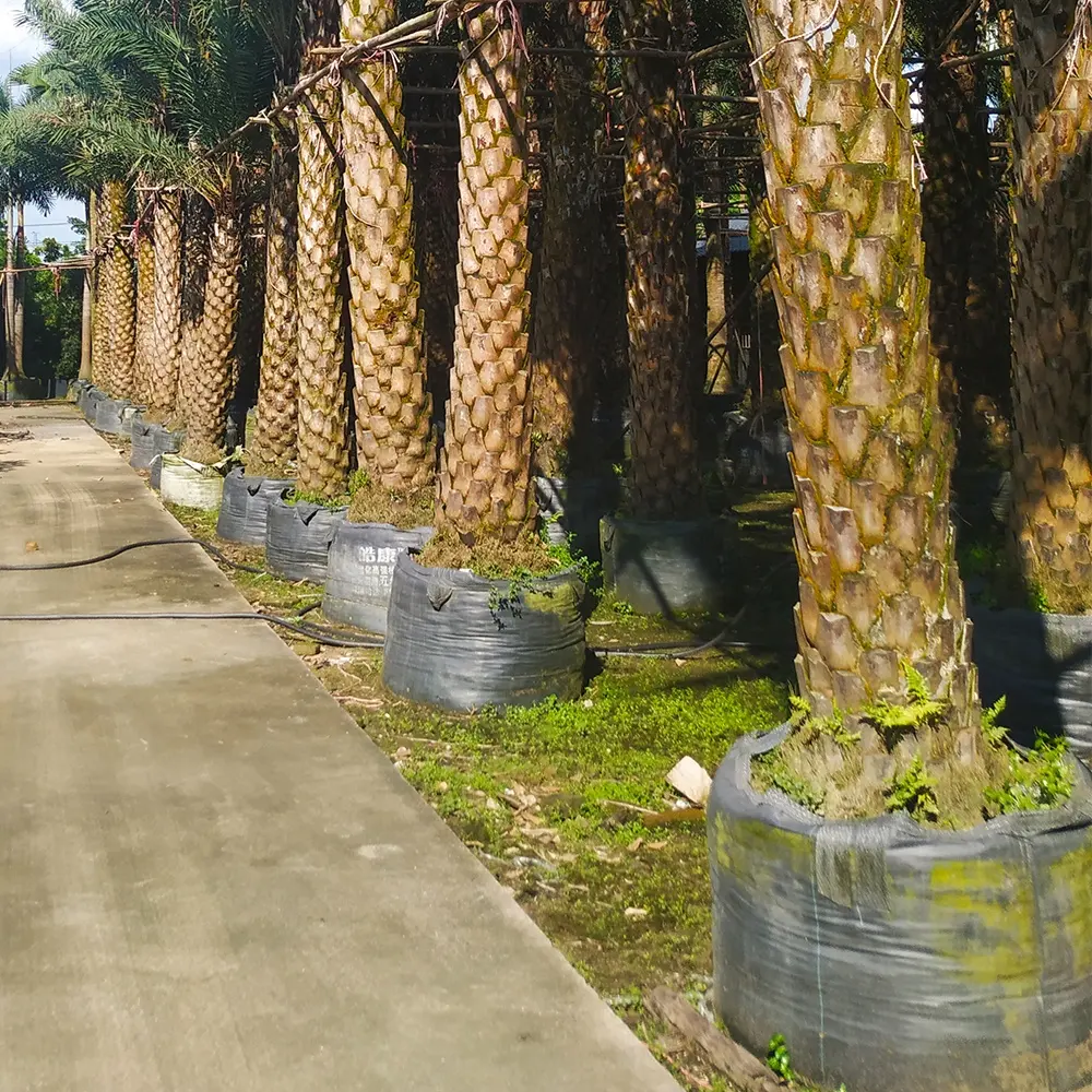 HOKBG Factory direct 109Gallon big size for oil Palm tree  outdoor tropical plant for landscape garden