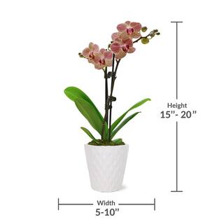 Just Add Ice Orchid (Phalaenopsis) Petite Salmon Plant in 3 in. White Ceramic Pottery J5006