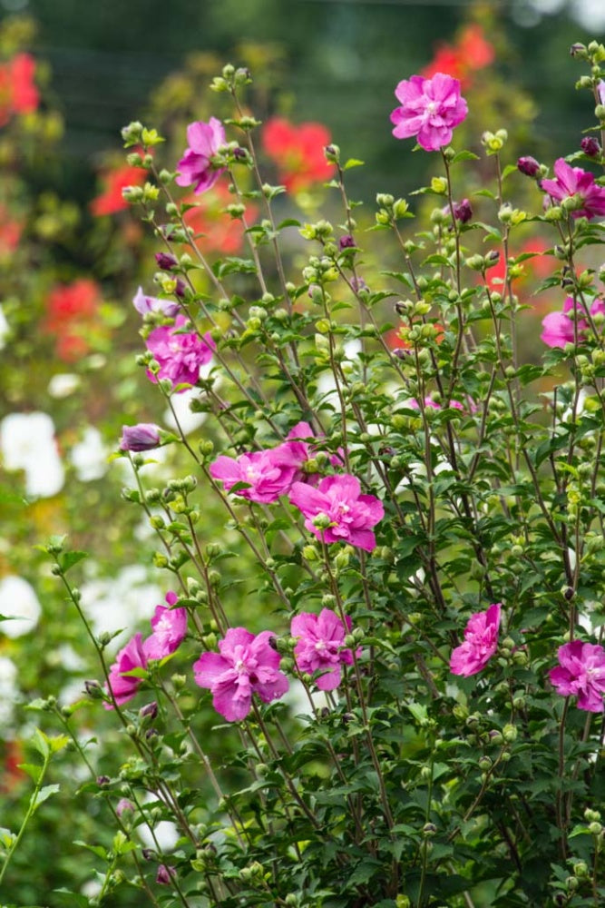 Raspberry Smoothie Rose of Sharon Althea Deciduous Flowering Shrub， grown in a 2.50 quart pot (1-Pack)