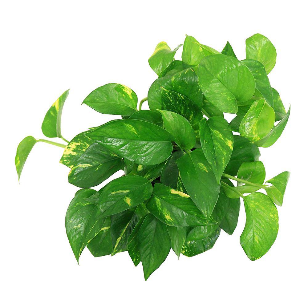 Vigoro Golden Pothos Indoor Plant in Small White Ribbed Plastic Décor Planter Avg. Shipping Height 1-2 ft. Tall (2-Pack) CO.POTH.3.VI.WH