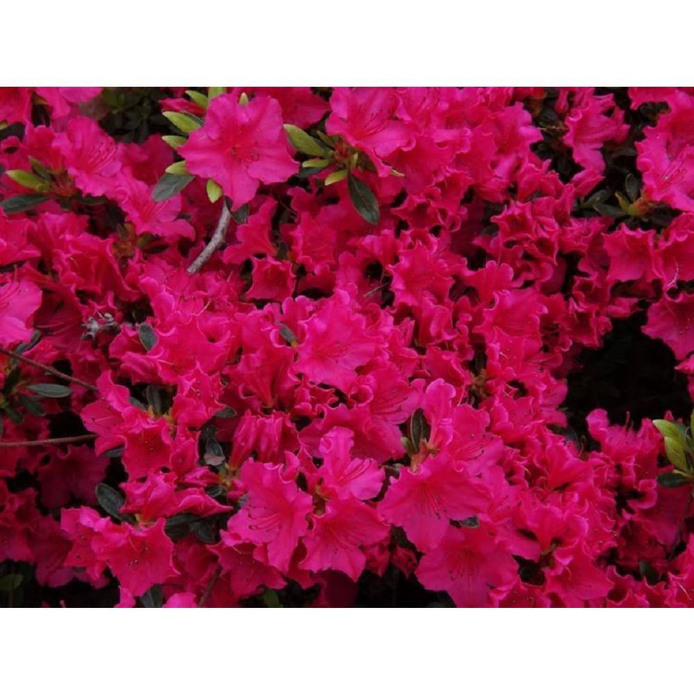 BELL NURSERY 1 Gal. National Beauty Azalea Live Flowering Evergreen Shrub Pink Flowers AZLEA1NAT1PK