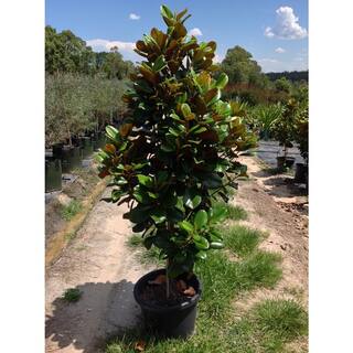 7 Gal. Teddy Bear Southern Magnolia Evergreen Tree MAGTED07G