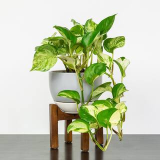 national PLANT NETWORK 4 In. Devil's Ivy 'Variegated' Pothos Plant in grower pot - 4 Piece HD7206