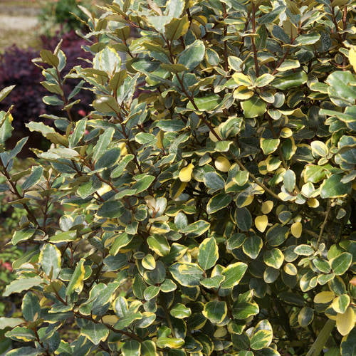 Olive Martini Elaeagnus (2 Gallon) Variegated Evergreen Shrub with Yellow and Green Foliage - Full Sun Live Outdoor Plant - Southern Living Plant Collection