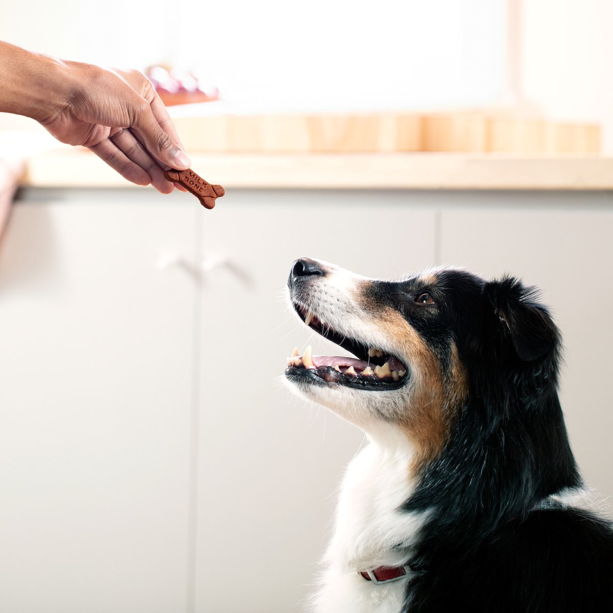 Milk-Bone Real Bacon Soft and Chewy Dog Treats