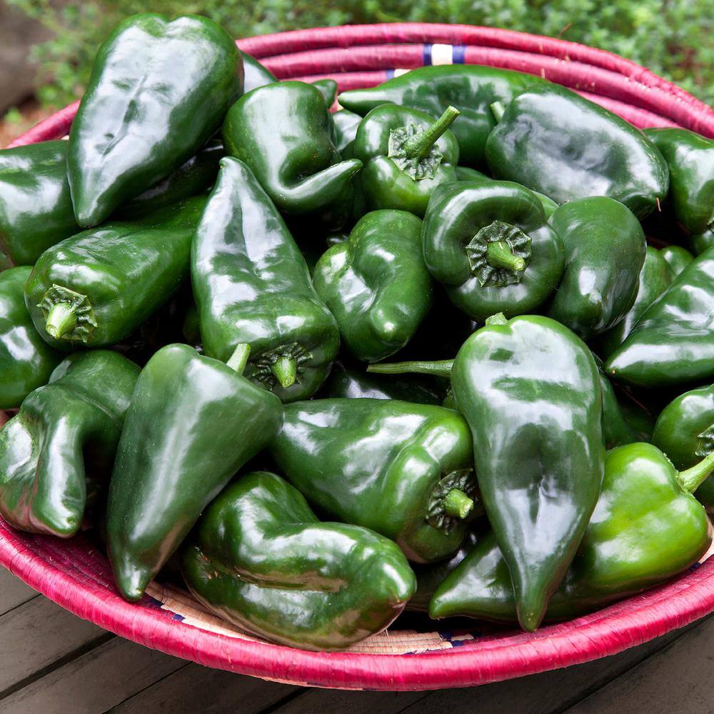 Bonnie Plants 19 oz. Poblano Ancho Pepper Plant 3600