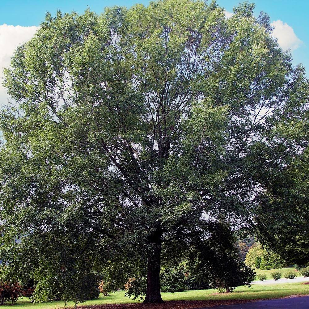 1 Gal. Willow Deciduous Oak Tree OAKWIL01G