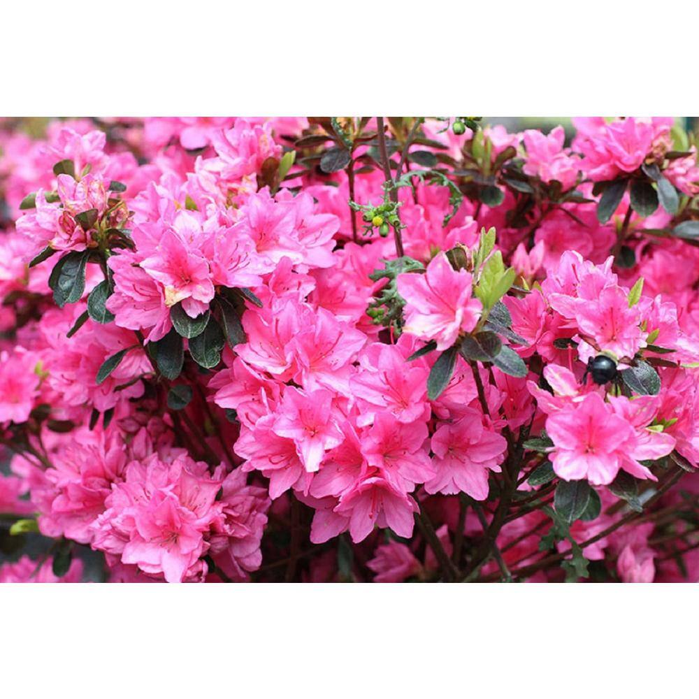 BELL NURSERY 1 Gal. Tradition Azalea Live Flowering Evergreen Shrub Pink Flowers AZLEA1TRA1PK