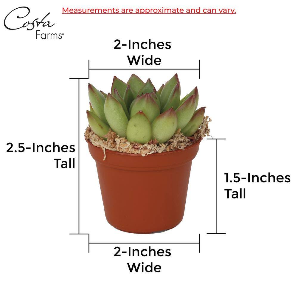 Costa Farms Mini Indoor Succulent Plants in 2 in. Ceramic Pots and Tray Avg. Shipping Height 2 in. Tall (48-Pack) CO.2SUCTRAY48