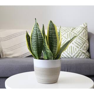 Vigoro Grower's Choice Sansevieria Indoor Snake Plant in 6 in. White Ribbed Décor Pot Avg Shipping Height 1-2 ft. (2-Pack) CO.SL07.3.VI.WH