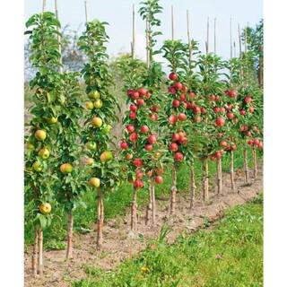 Online Orchards North Pole Limbless Apple Tree (Bare-Root 3 ft. to 4 ft. Tall 2-Years Old) FTCA002