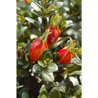 Vigoro 2 Gal. Echo Heaven Scent Gardenia Live Evergreen Shrub Boxwood-Like Dense Small Leaves White Fragrant Blooms 11013