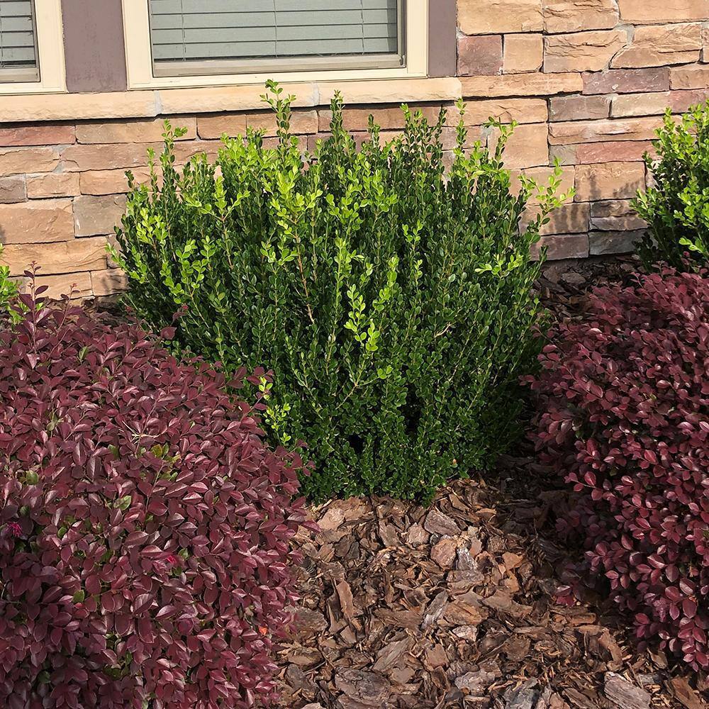 2.25 Gal. Wintergreen Boxwood Shrub Plant 14092