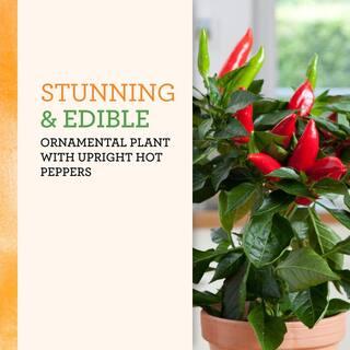 BONNIE PLANTS HARVEST SELECT 25 oz. Hot Burrito Pepper Plant 715339422439