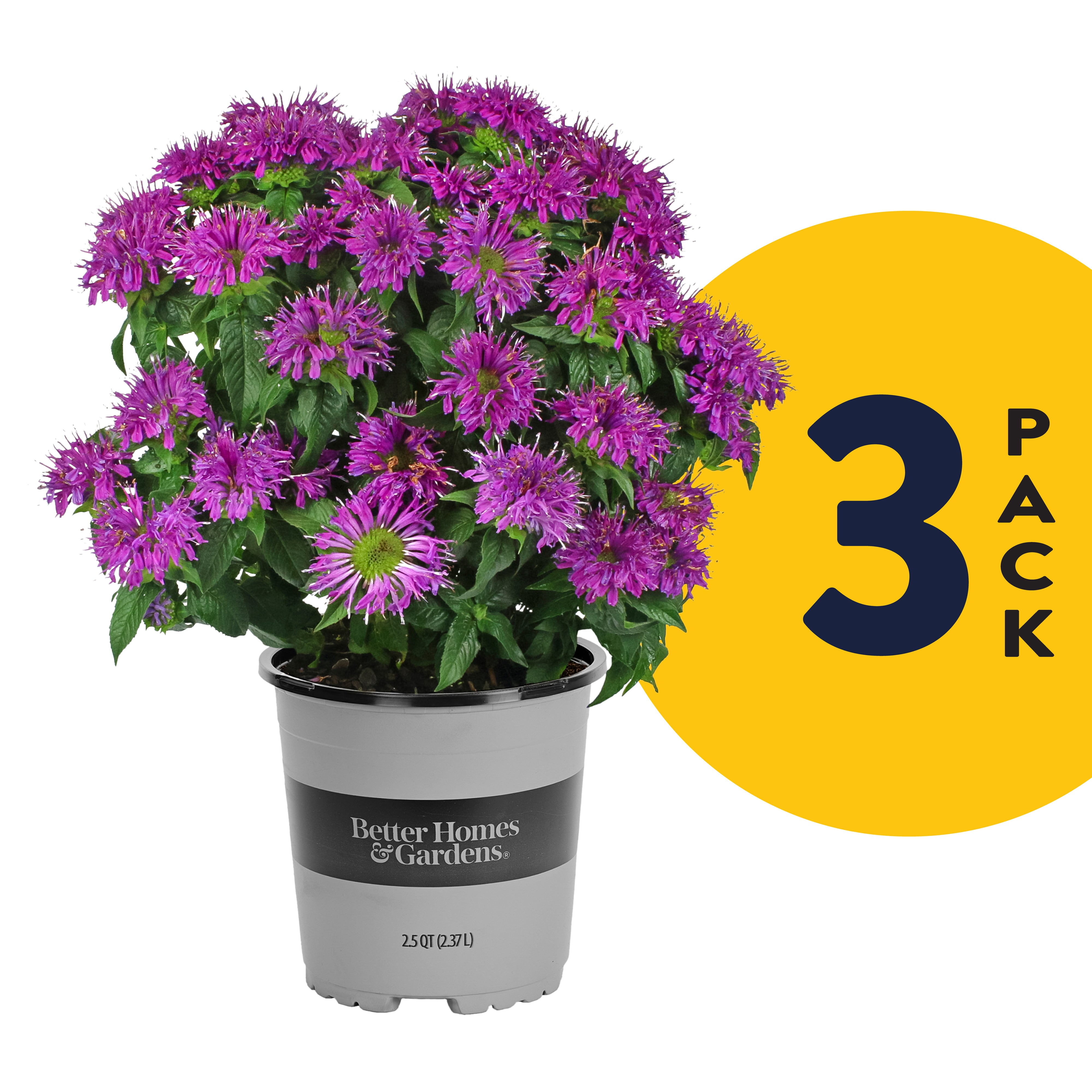 Better Homes and Gardens 2.5QT Multicolor Monarda (3 Pack) Live Plants