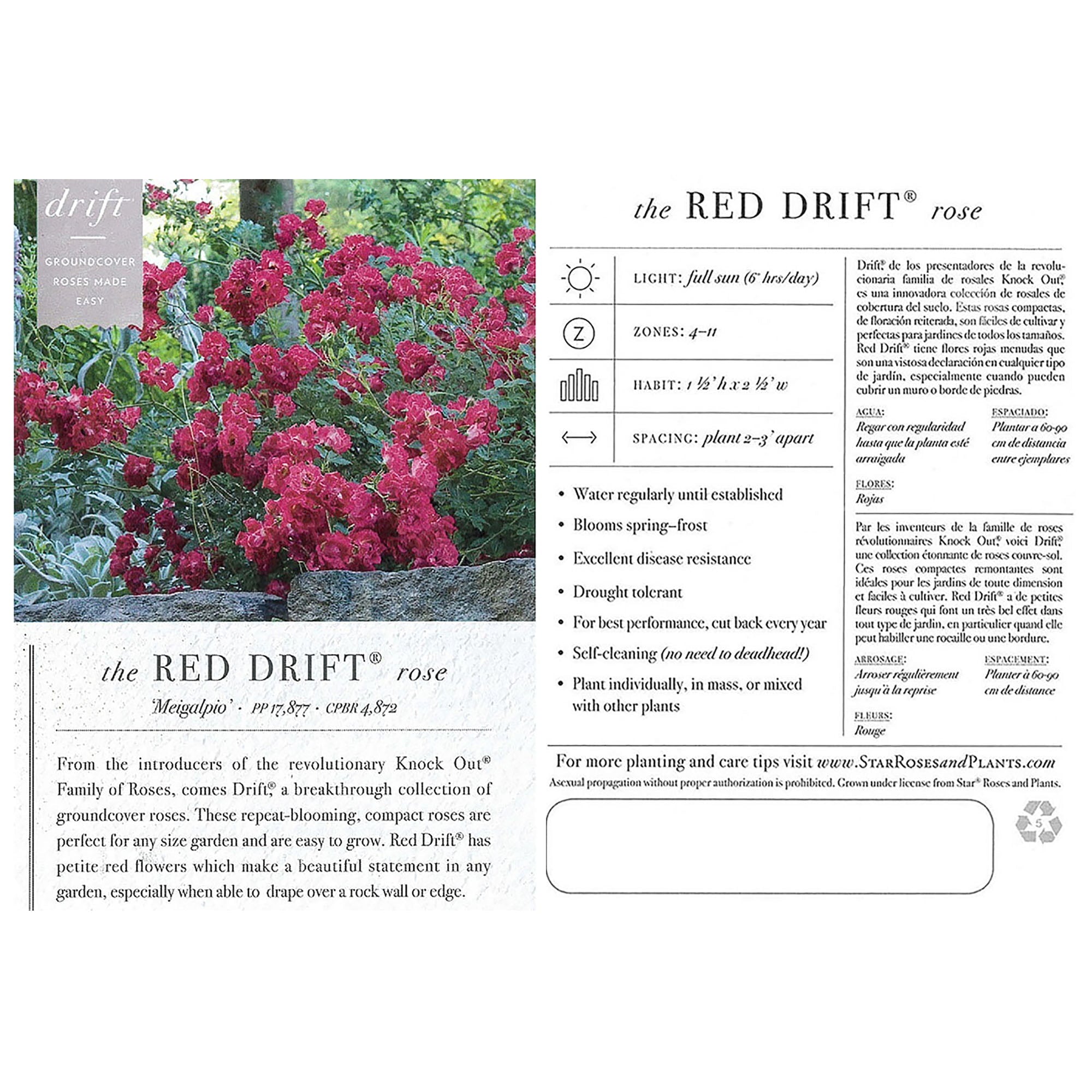 Drift Red Rose Live Shrub (2 Gallon)