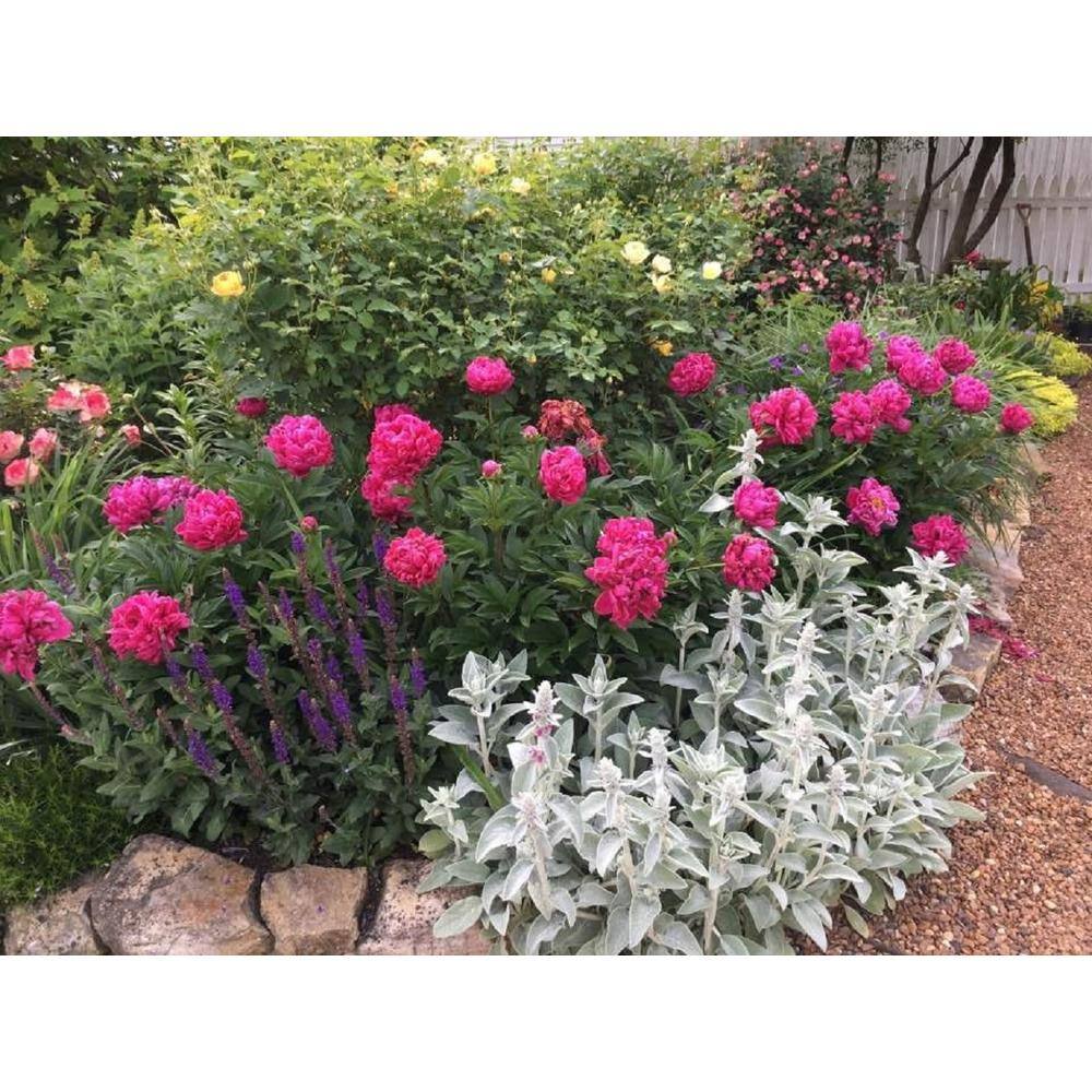 BELL NURSERY 2 Gal. Karl Rosenfield Peony (Paeonia) Live Shrub with Cherry Red Double Blooms PEONY2KRP1PK