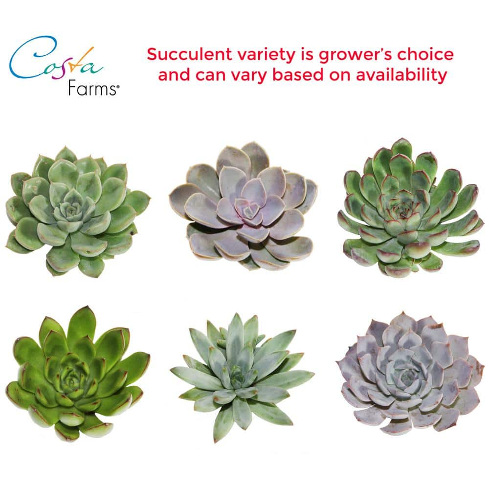 Costa Farms Grower's Choice Echeveria Indoor Succulent Plant in 2.5 in. Love Ceramic Pot， Avg. Shipping Height 3 in. Tall CO.ECH2.5.LOVE