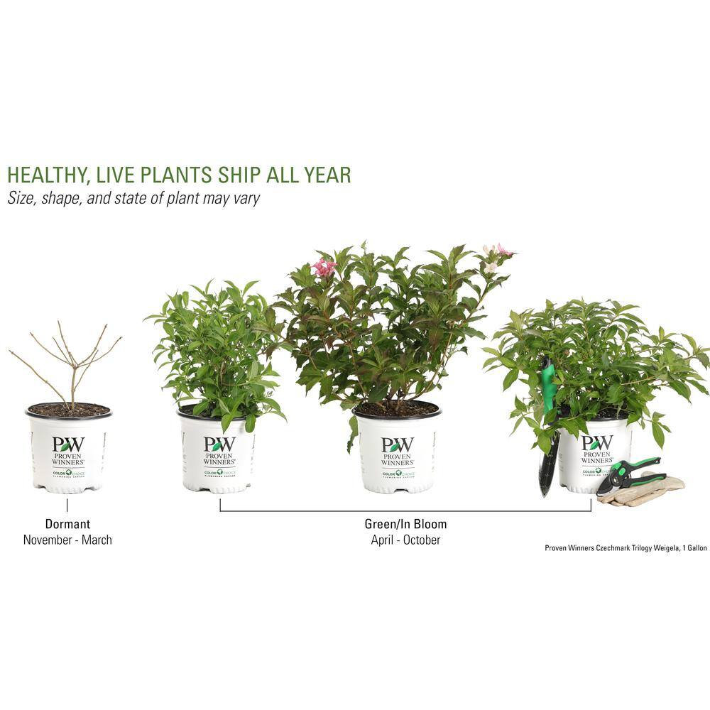 PROVEN WINNERS 1 Gal. Czechmark Trilogy (Weigela) Live Shrub White Pink and Red Flowers WEIPRC1216101