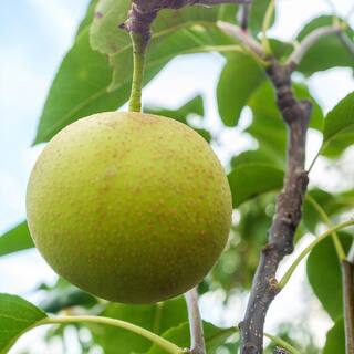 Perfect Plants 5 Gal. Shinseiki Asian Pear Tree (2-Pack) THD00127