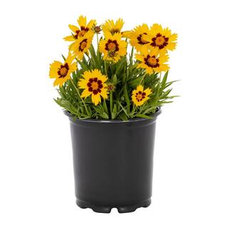 METROLINA GREENHOUSES 2.5 Qt. SunKiss Yellow and Red Tickseed Plant 79328