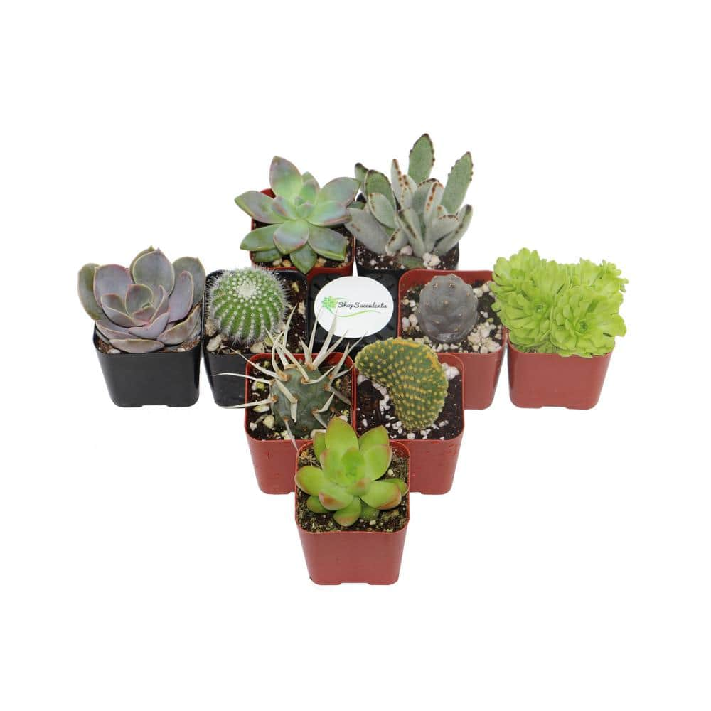 Shop Succulents 2 in. Cactus and Succulent (Collection of 9) CS9