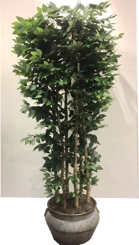 Faux 8 Foot Giant Clipped Ficus Tree Arrangement