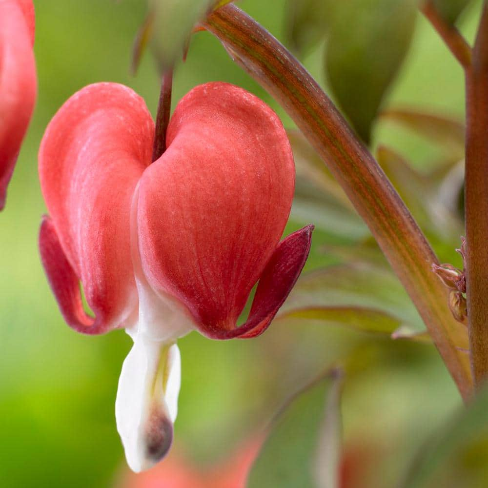 VAN ZYVERDEN Bleeding Hearts Valentine Roots (Set of 2) 83870