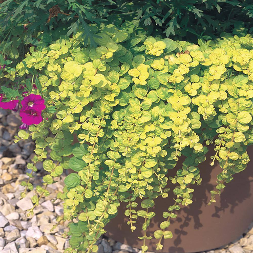 Vigoro 1 Pint #4 Goldilocks Creeping Jenny Ground Cover Plant 207