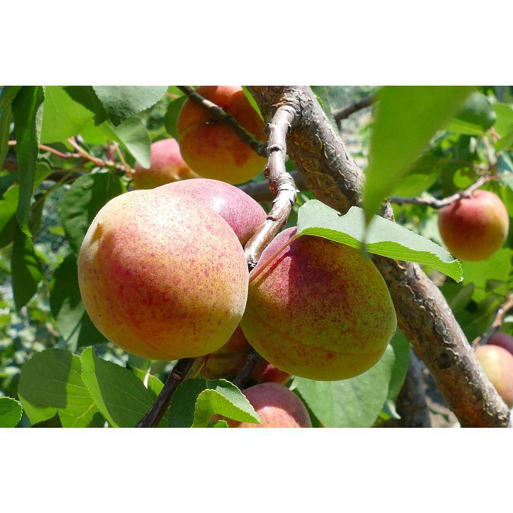 Online Orchards Dwarf Moorpark Apricot Tree - Largest and Sweetest Apricots (Bare-Root 3 ft. to 4 ft. Tall 2-Years Old) FTAC003